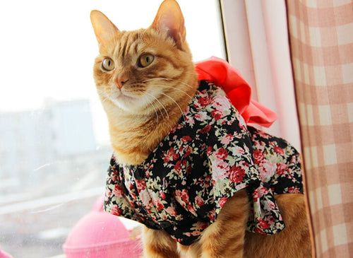 Petlington-Kimono Cat Dress